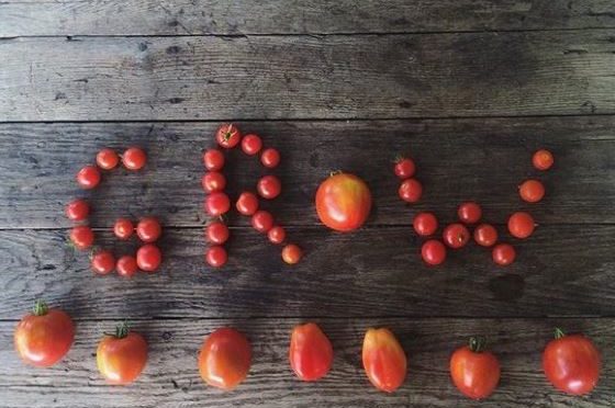 Collection of Tomatoes making the name "Grow"