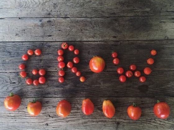 Collection of Tomatoes making the name "Grow"