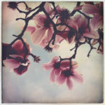 Blossoms Nick Kenrick Flickr
